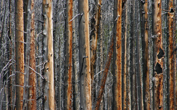 yellowstone fire trees